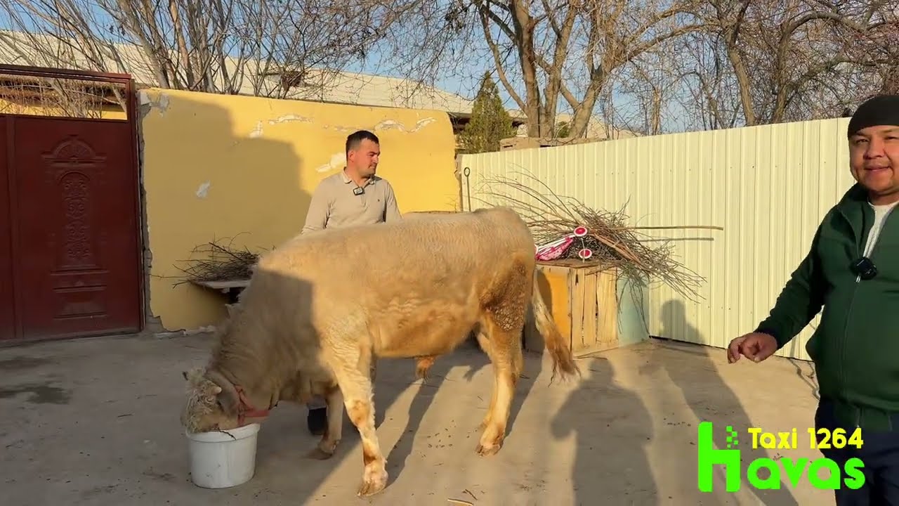 ILTIMOS TEL QILMANGLAR  28 MIL GA BARAKA BOʻLDI