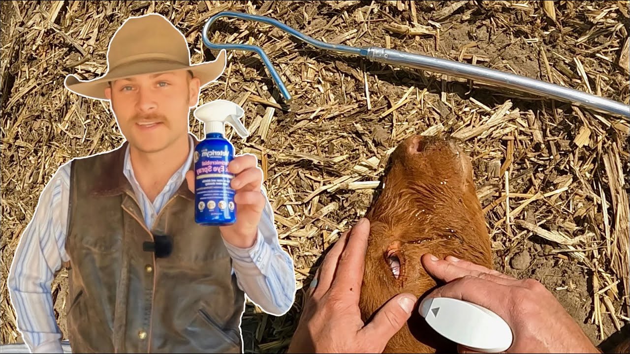 Helping Calves See & Helping Calves Move! (Bottle Calf Release)