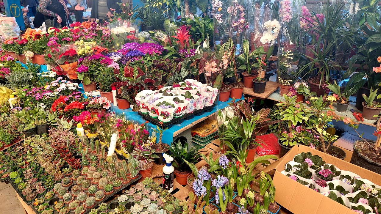 Pazar Tezgahında Muhteşem Çiçekler, Özel Tür Sardunya Aldım