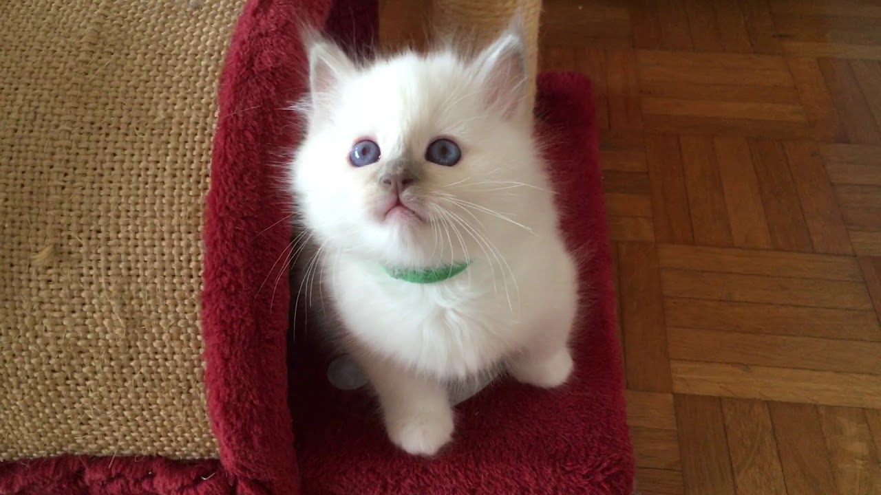 Chatterie de Toisley - Paris - Les chatons jouent