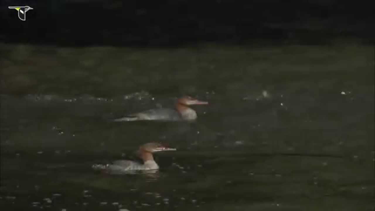Common Merganser