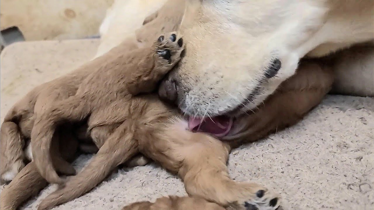 Cutest Two Week Old Newborn Puppies Getting Clean By Their Mom While Nursing | Cute Baby Puppies