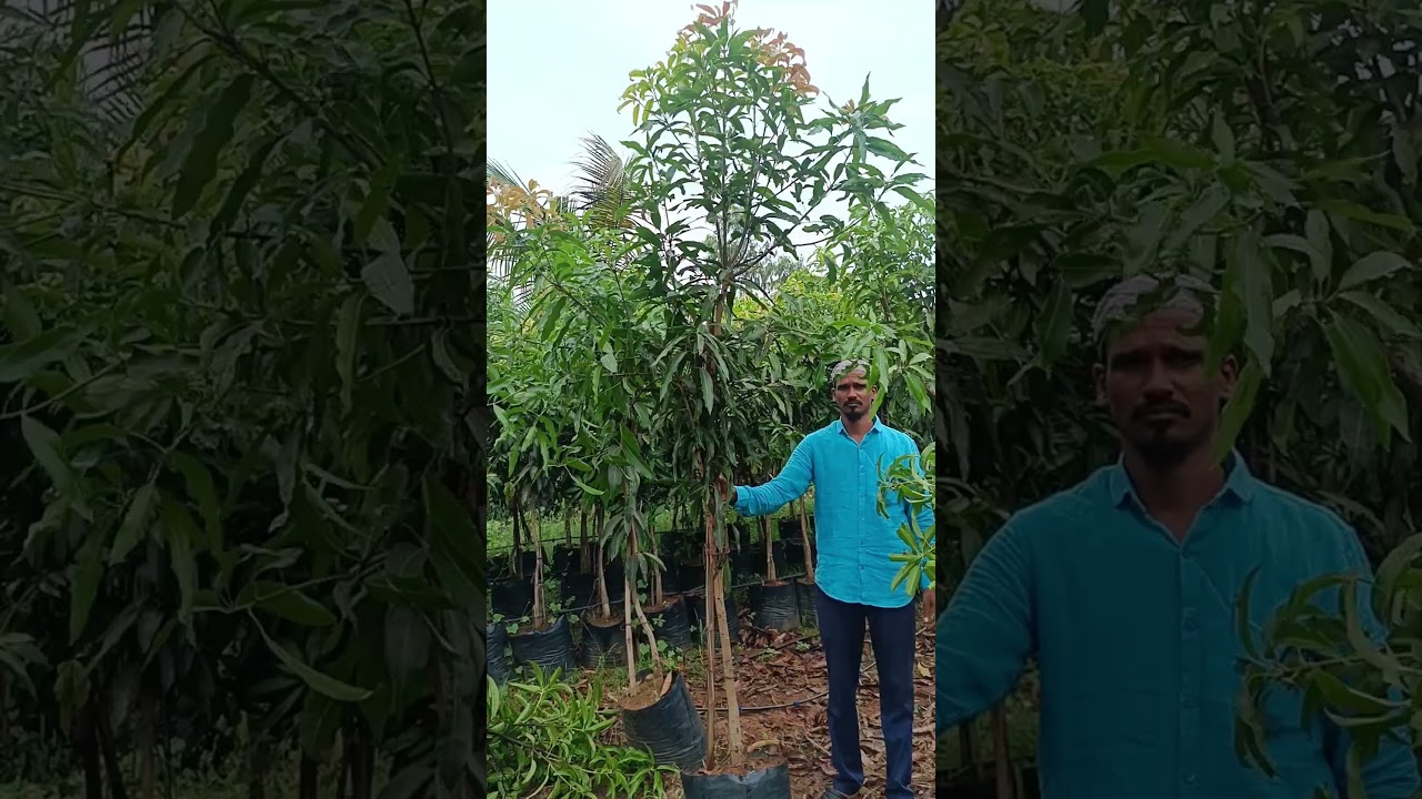 21/21 size mallika mango plant