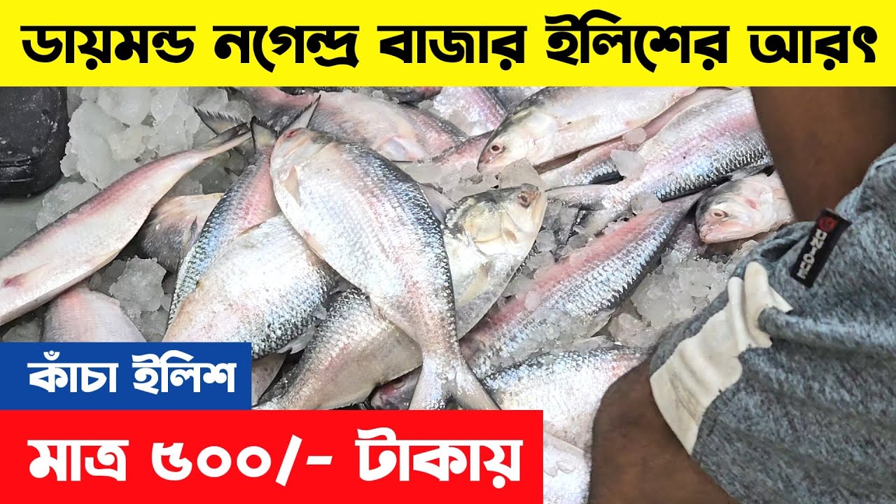 শ্রাবণের শেষে ইলিশের আমদানি নগেন্দ্র বাজারে | Hilsa latest price | Diamond harbour fish market