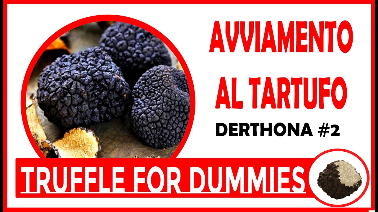 Avviamento del cane da TARTUFO. #2