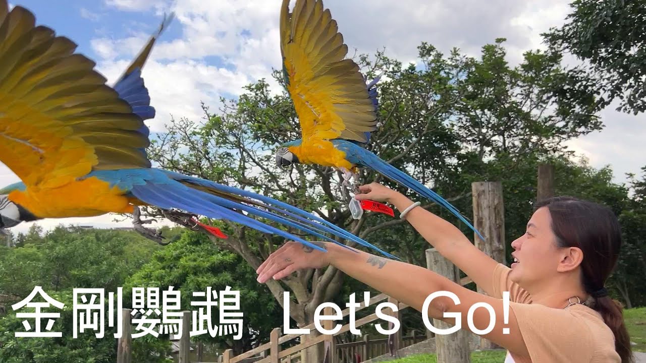 金剛鸚鵡起飛  Let's Go!(The macaw takes off Let's Go!)