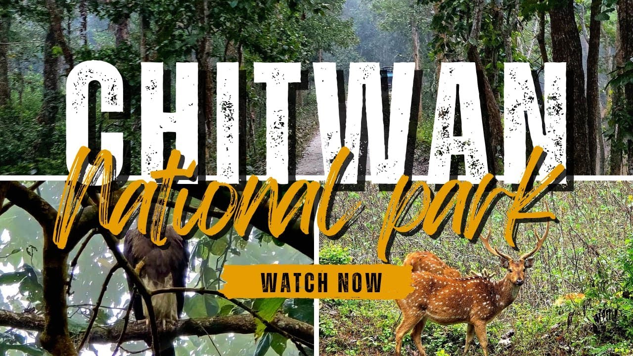 Chitwan National Park | চিতোয়ান এর জঙ্গল |