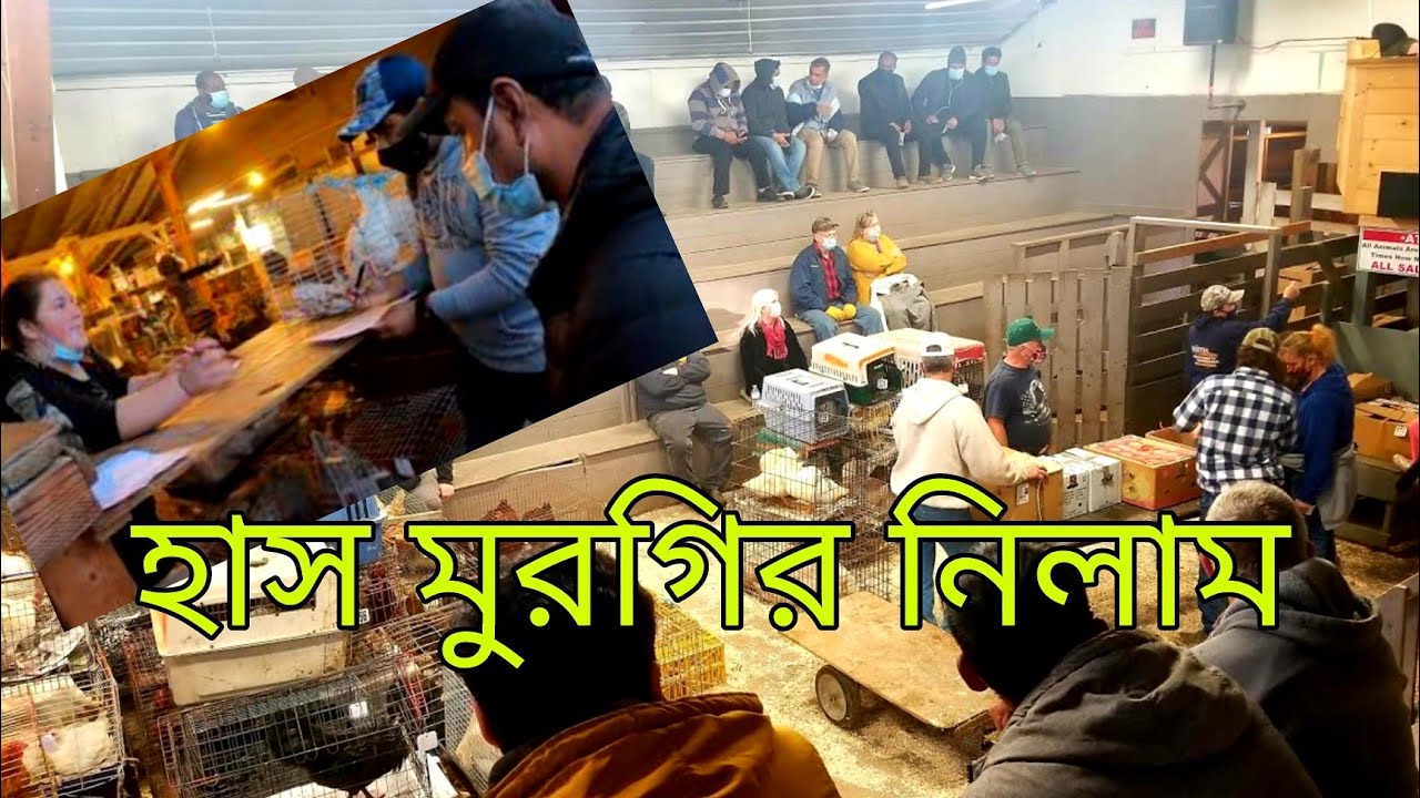 হাস-মুরগী-গরু-ছাগলের নিলাম।ONE DAY AT AUCTION FIRM IN SPRINGVILLE.