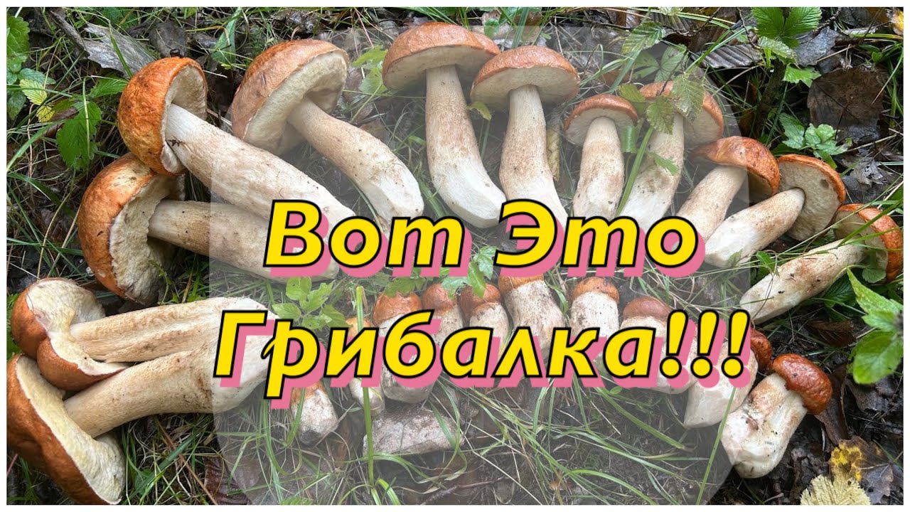 Ведьмин круг из подосиновиков! Тихая охота поздней осенью!
