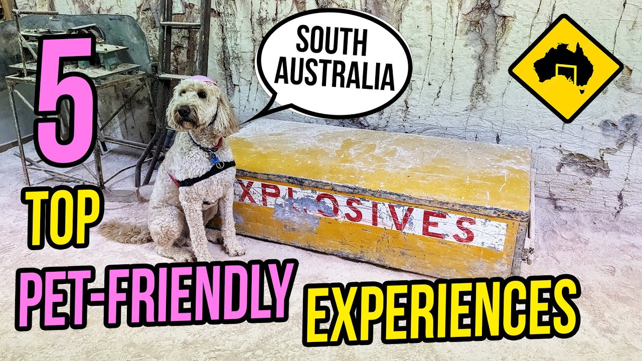 5 AMAZING Pet-Friendly Experiences in SA | Best Dog Travel Destinations South Australia