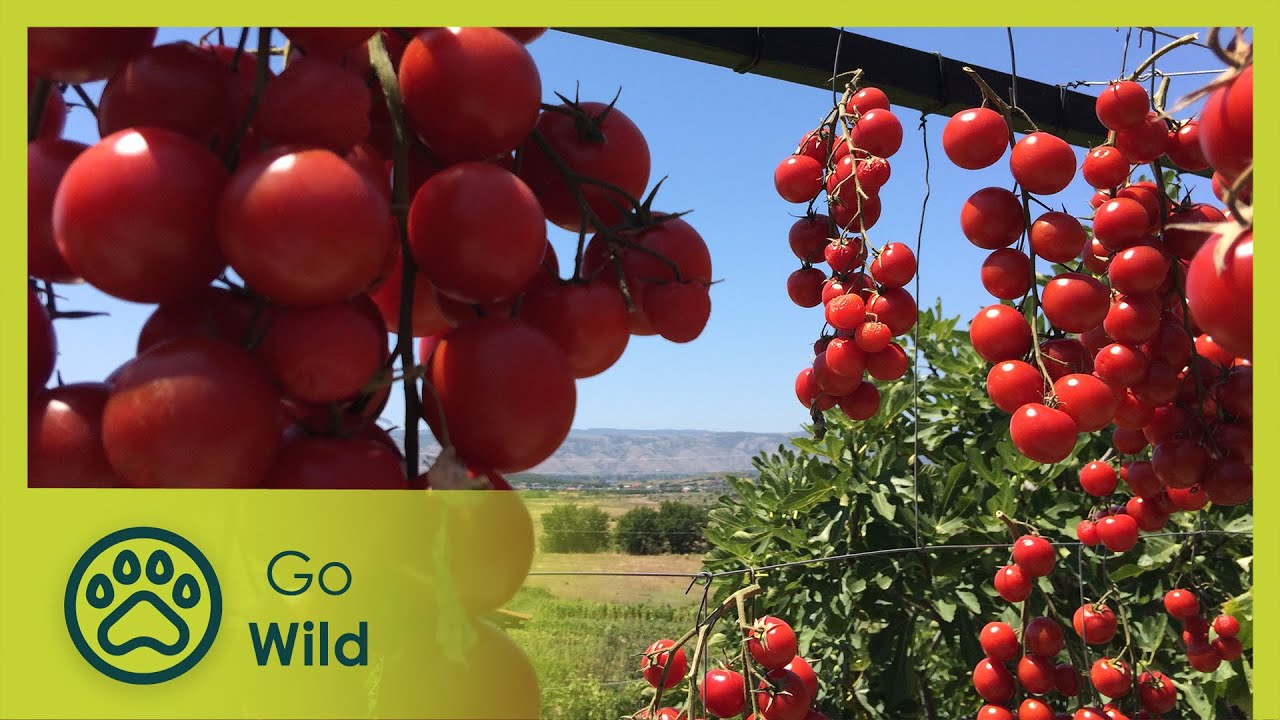 The North: From the mountains to the capital | Amazing Albania 1/2 | Go Wild