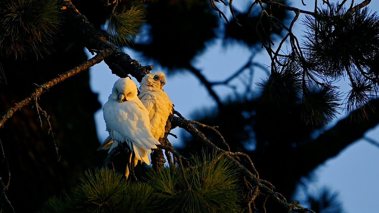 The Playful Little Corellas | Birds of Australia | 86/1993