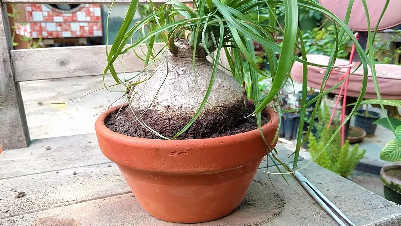 Ponytail Palm repotting || Beautiful Beaucarnea Recurvata Outdoor Plant