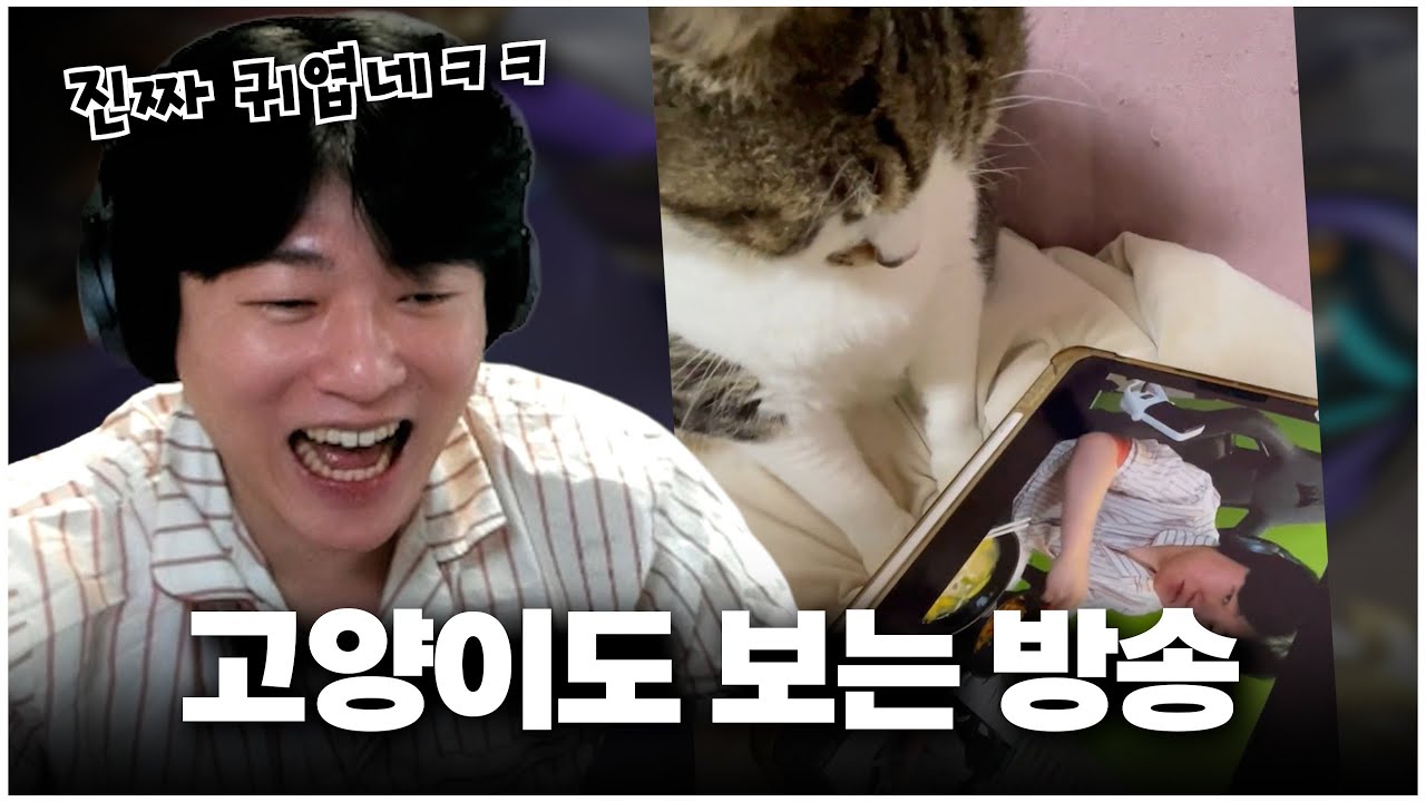 킹냥이도 인정한 류제홍의 아나 보고 가세요