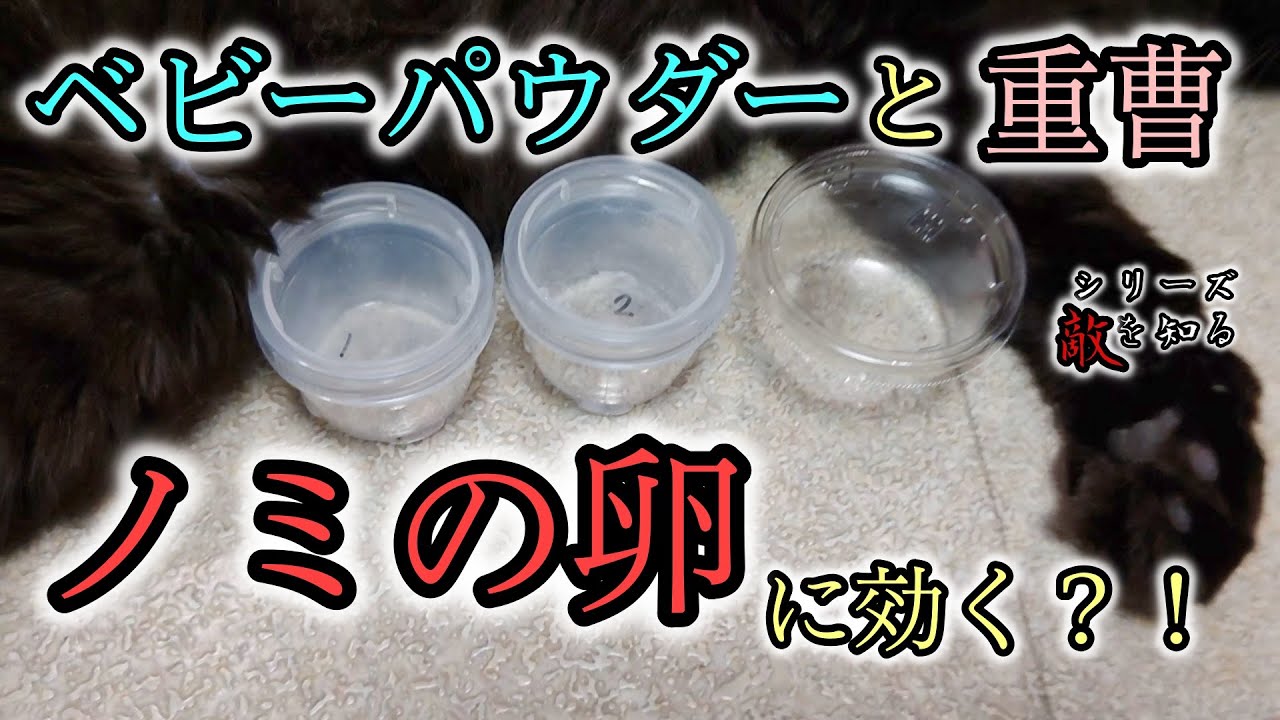 【閲覧注意】ノミの卵に重曹とベビーパウダー は効くのか？！実験【シリーズ敵を知る】