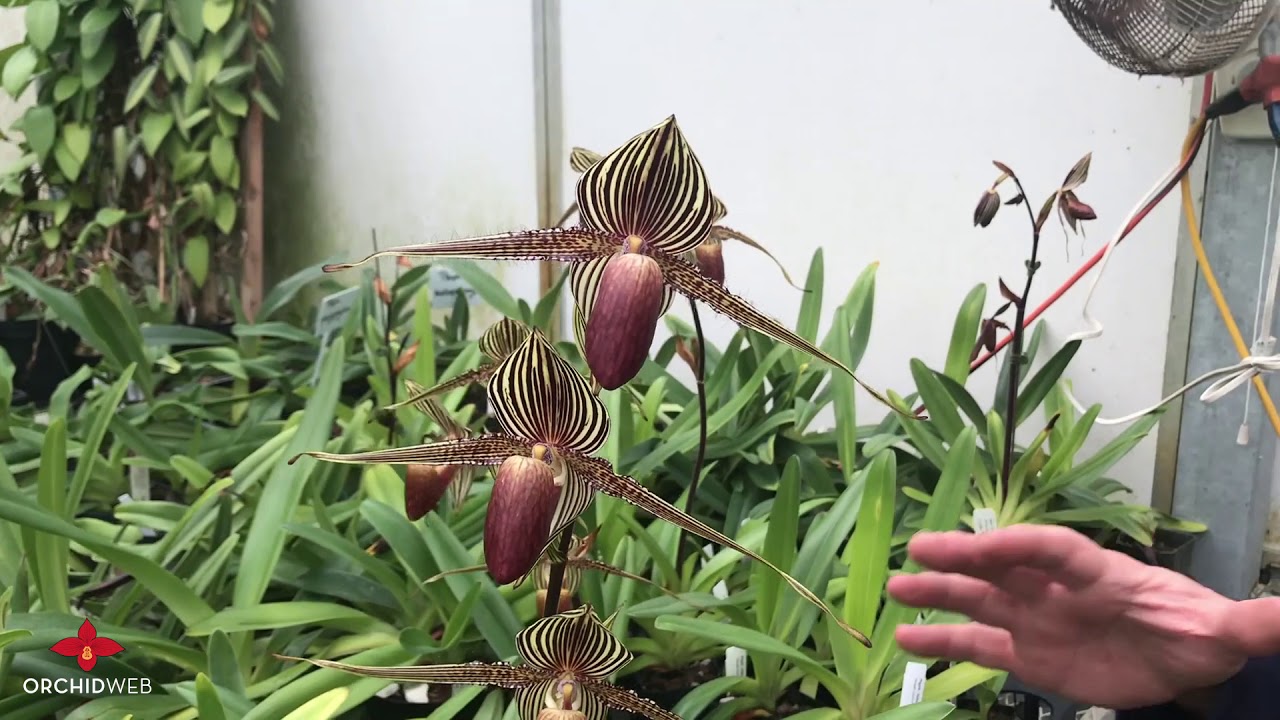 OrchidWeb - Paphiopedilum rothschildianum