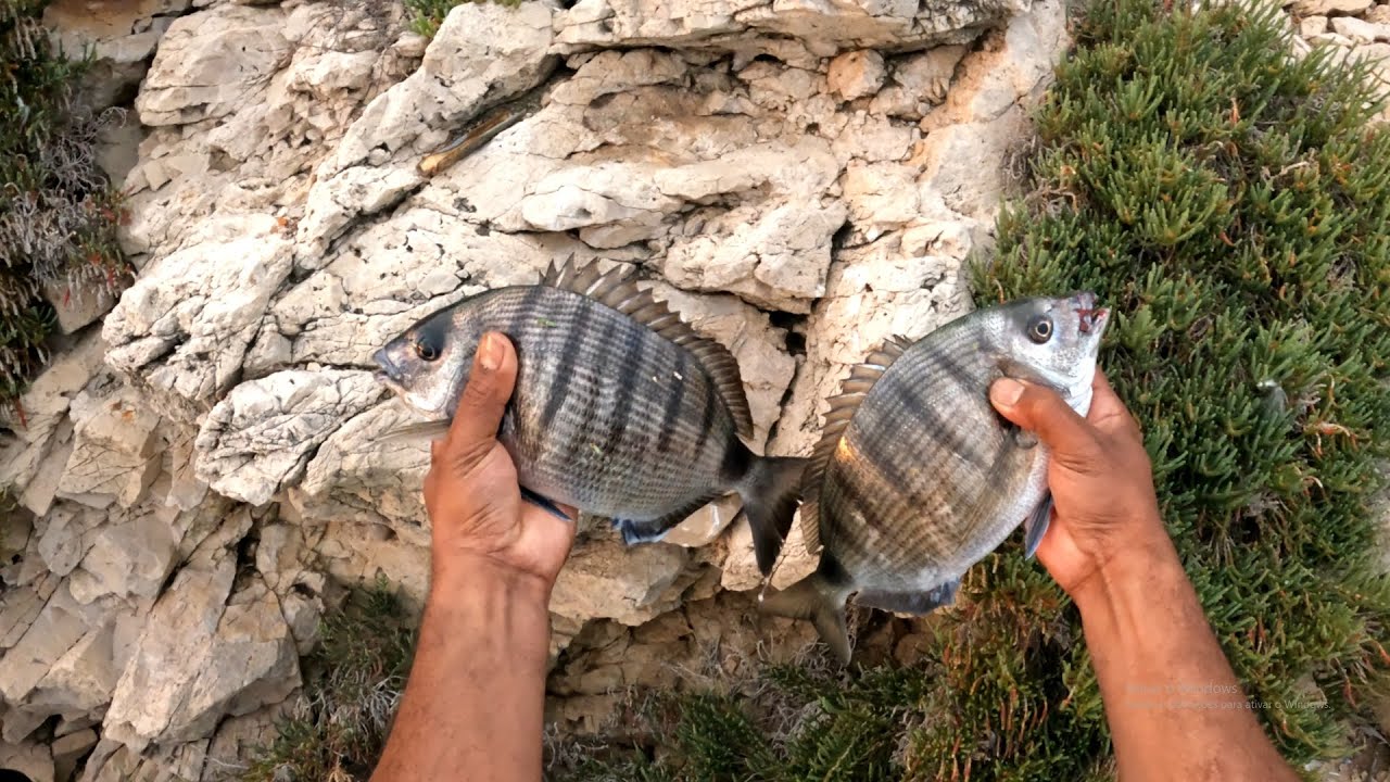 pesca em sesimbra