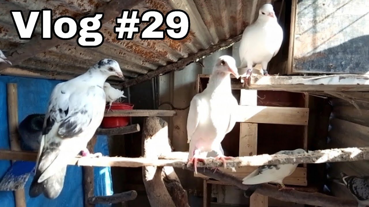 Vlog #29 | Simple Loft Vlog | Pigeon Vlog