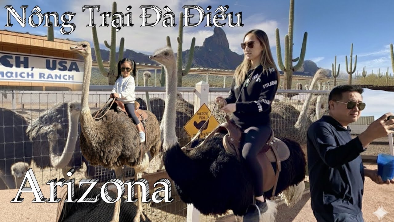 Taylor Đi Nông Trại Đà Điểu Ostrich Ranch Giữa Phoenix Và Tucson,  Arizona - Ostrich Range Picaho AZ