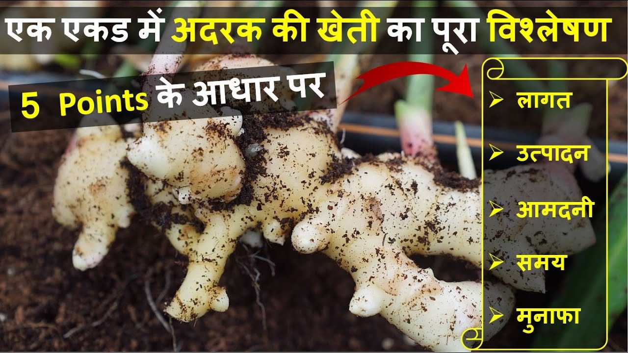 एक एकड़ अदरक की खेती में लागत, आमदनी और प्रॉफिट की पूरी जानकारी | Ginger Farming In India