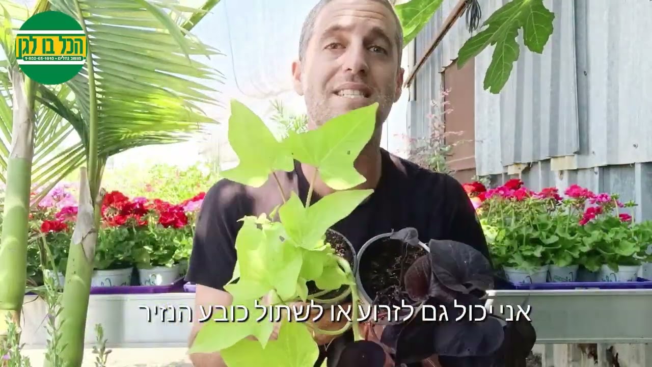 מדריך לבחירת צמחים במשתלה