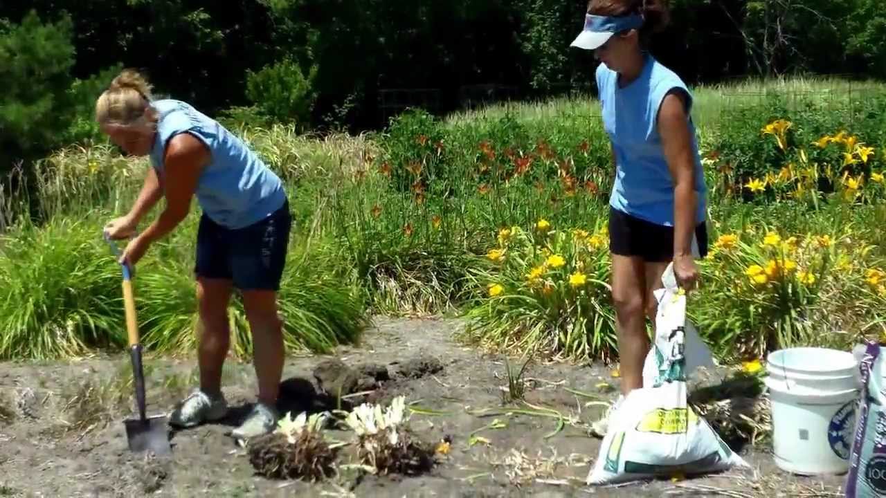 Alwerdt's Gardens - A Lesson In Dividing Daylilies