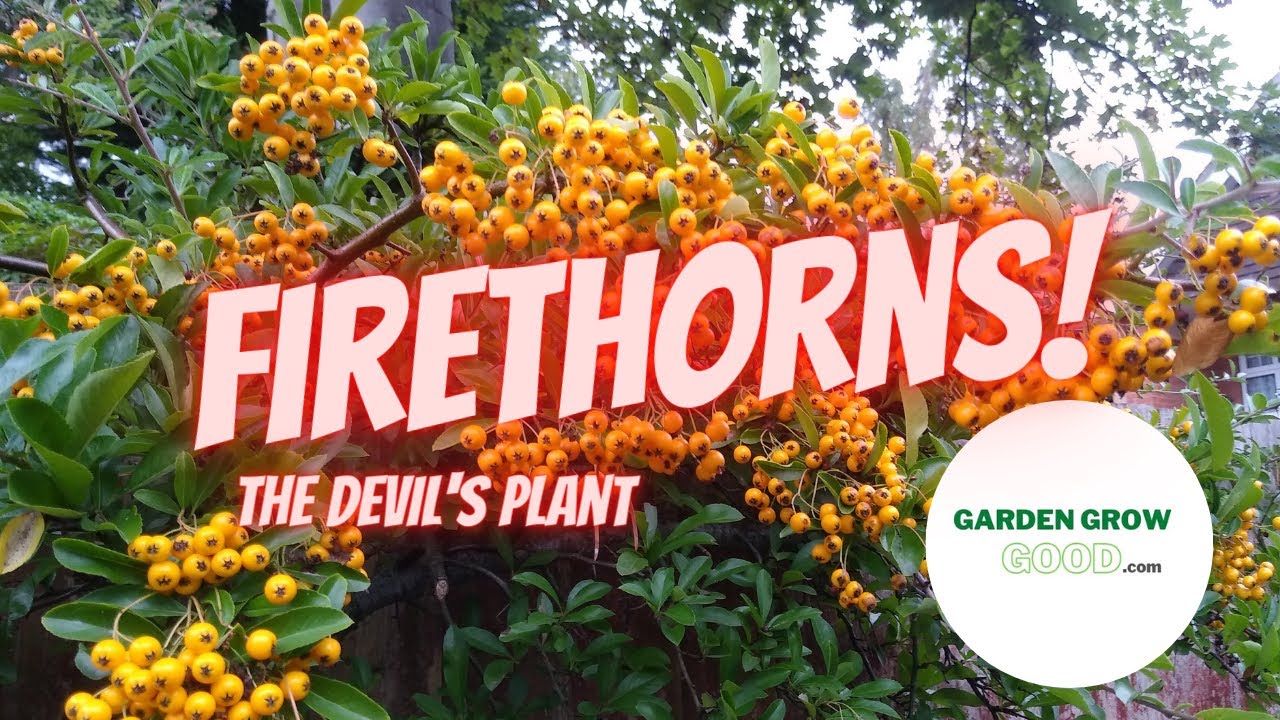 How to Propagate Pyracantha Firethorn – With Results