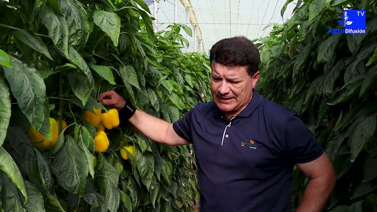 Carraca || Jorge Viseras nos habla sobre la variedad de pimiento temprano de Sur Seeds