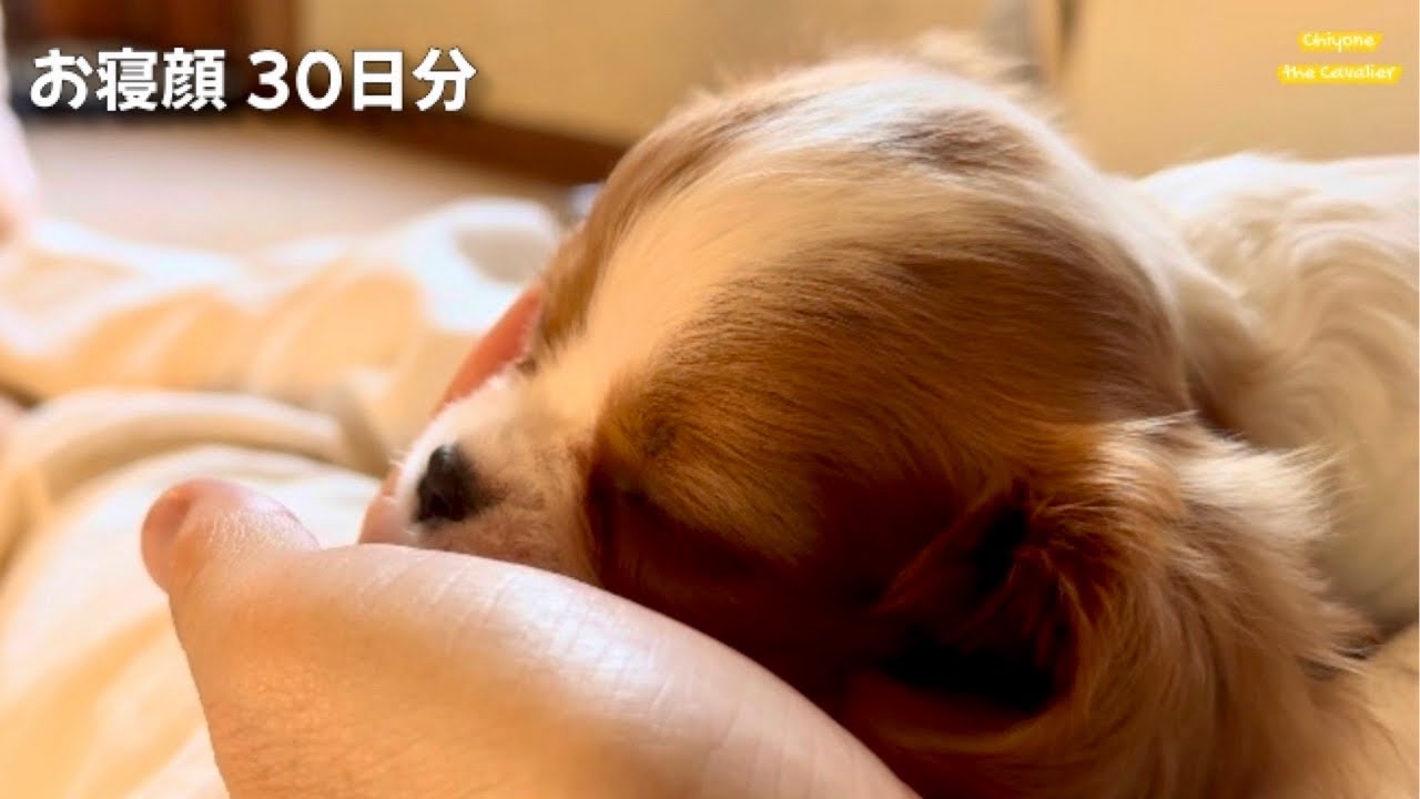 お迎えから30日間の寝顔を並べたら幸せな気持ちになった【子犬の癒し】