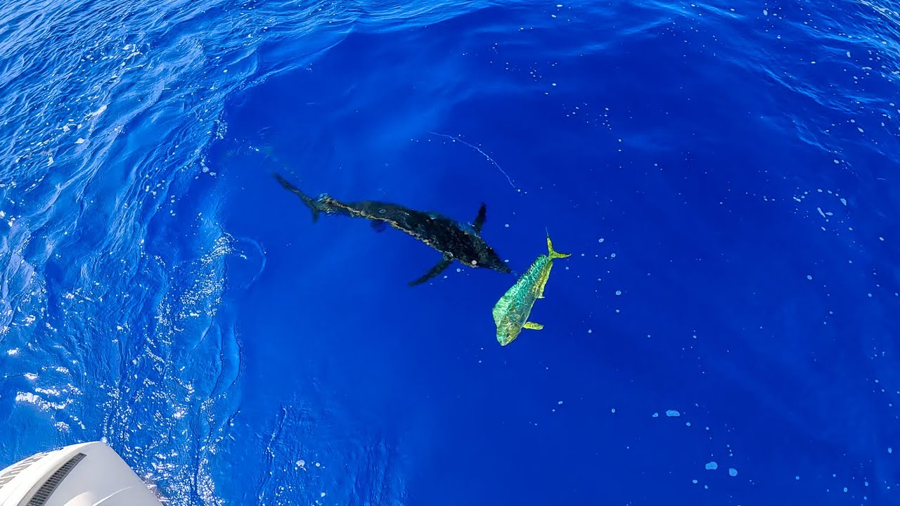 A Marlin Speared Our Mahi | Run & Gun Mahi Fishing | CCC