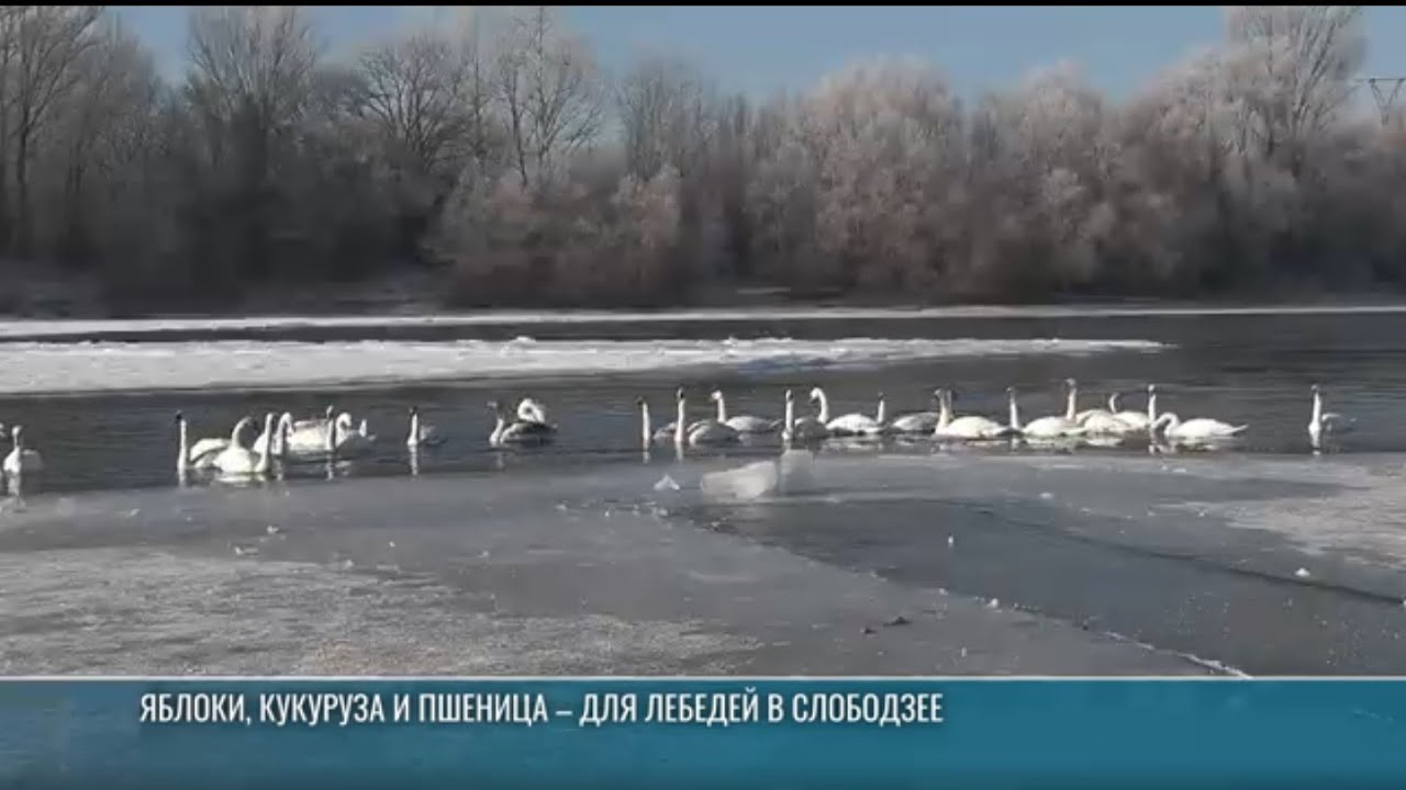Как помогают птицам на Днестре