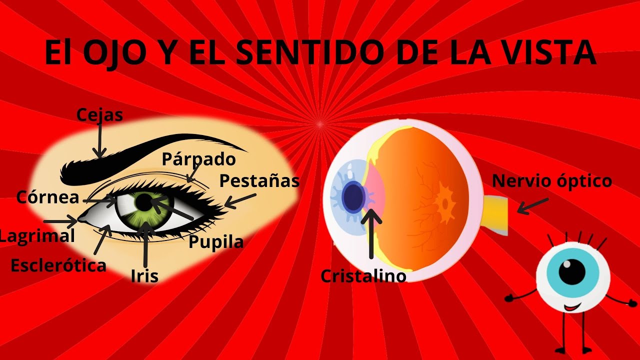 EL OJO Y EL SENTIDO DE LA VISTA PARA NIÑOS/LOS OJOS PARA NIÑOS/ LAS PARTES DEL OJO PARA NIÑOS