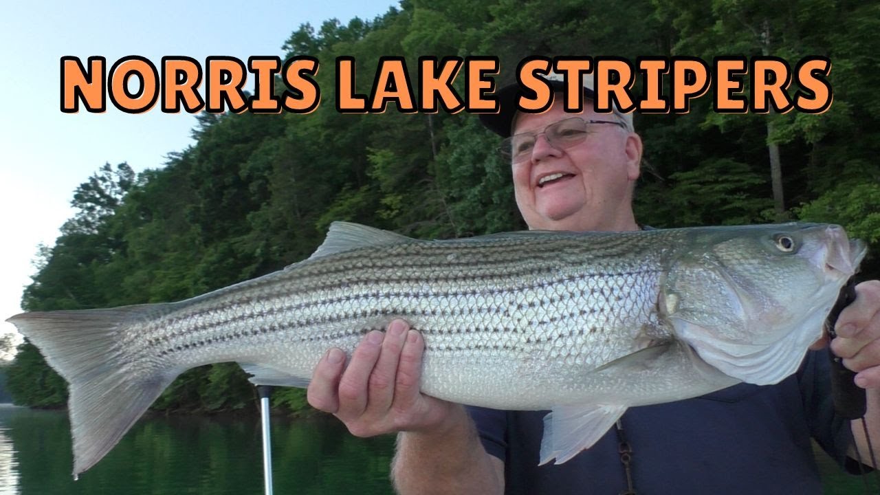 Norris Lake Striped Bass Fishing