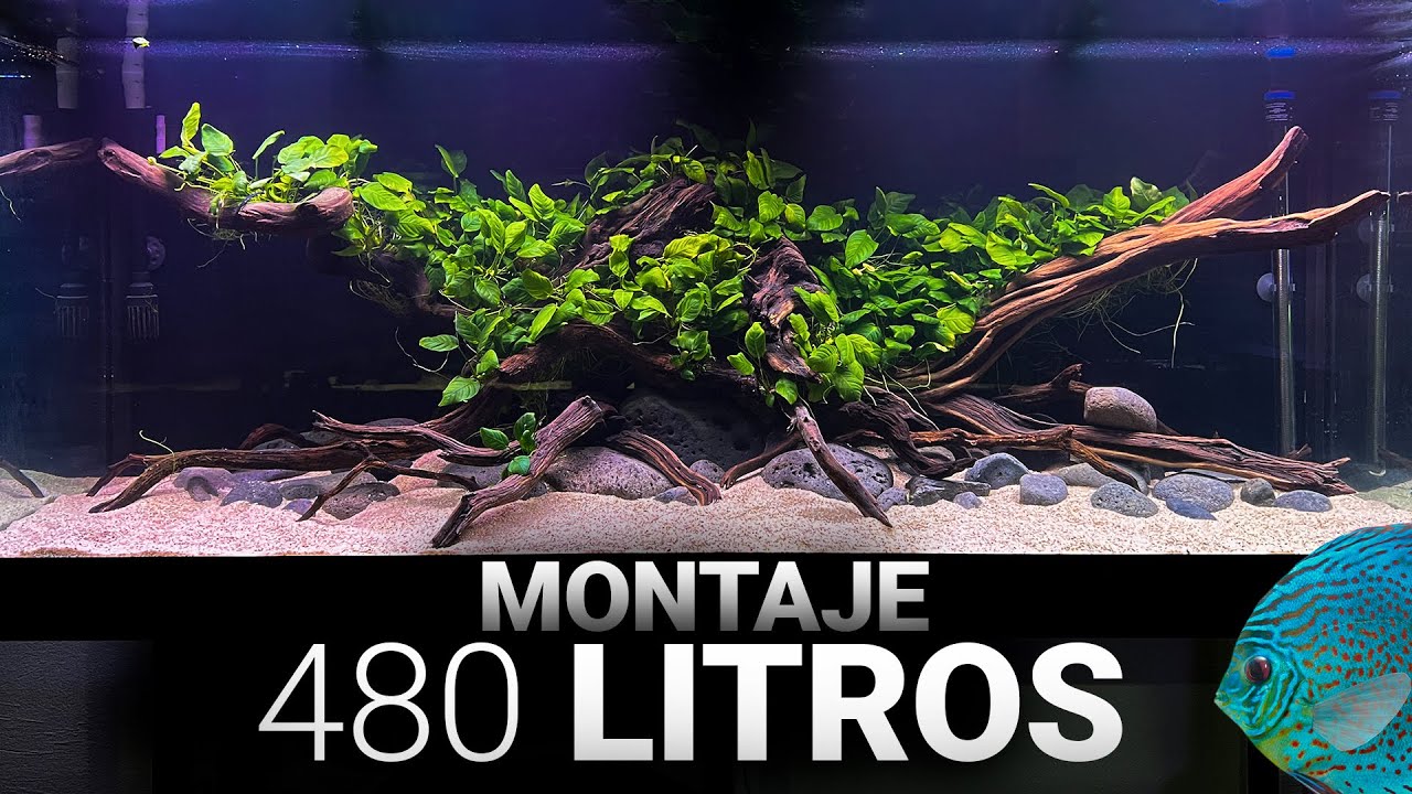 MONTAJE del ACUARIO para peces DISCO