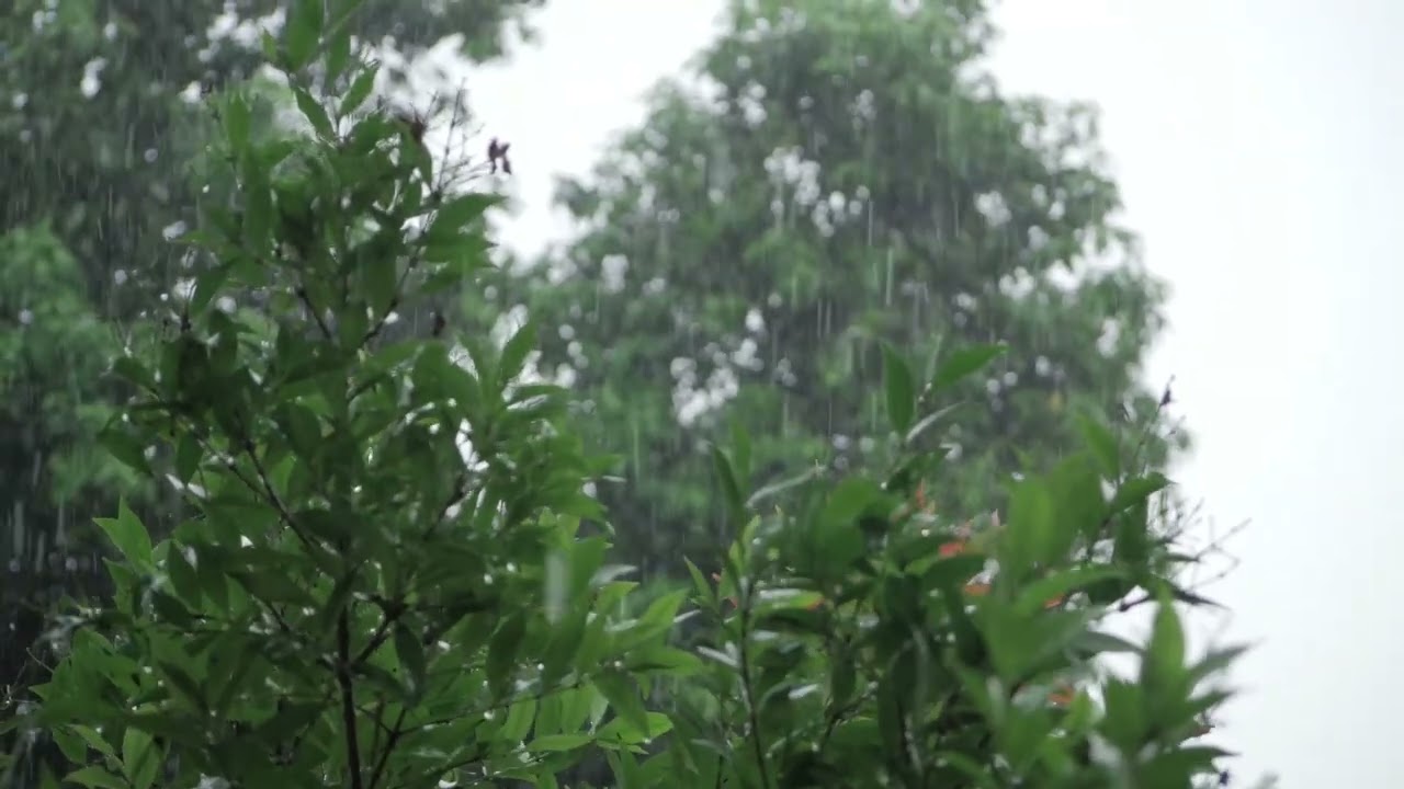 RAIN SOUNDS FOR DEEP SLEEP  Calm Your Mind Instantly- OUÇA ISSO ANTES DE DORMIR Seu Cérebro Agradece