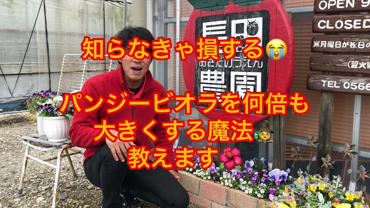 知らなきゃ損する😭パンジービオラを何倍も大きくする魔法の方法教えます