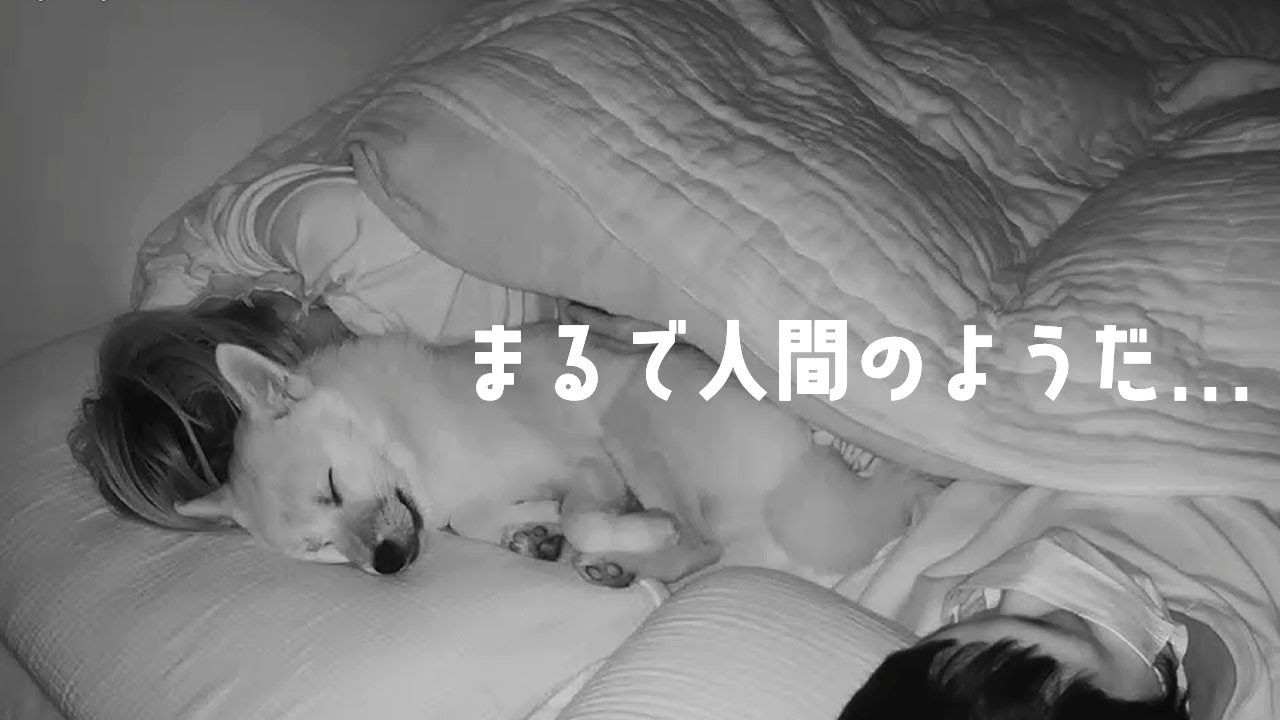 【モニタリング】いつも一緒に寝ている愛犬の様子を朝まで撮影してみた！｜ポメ柴