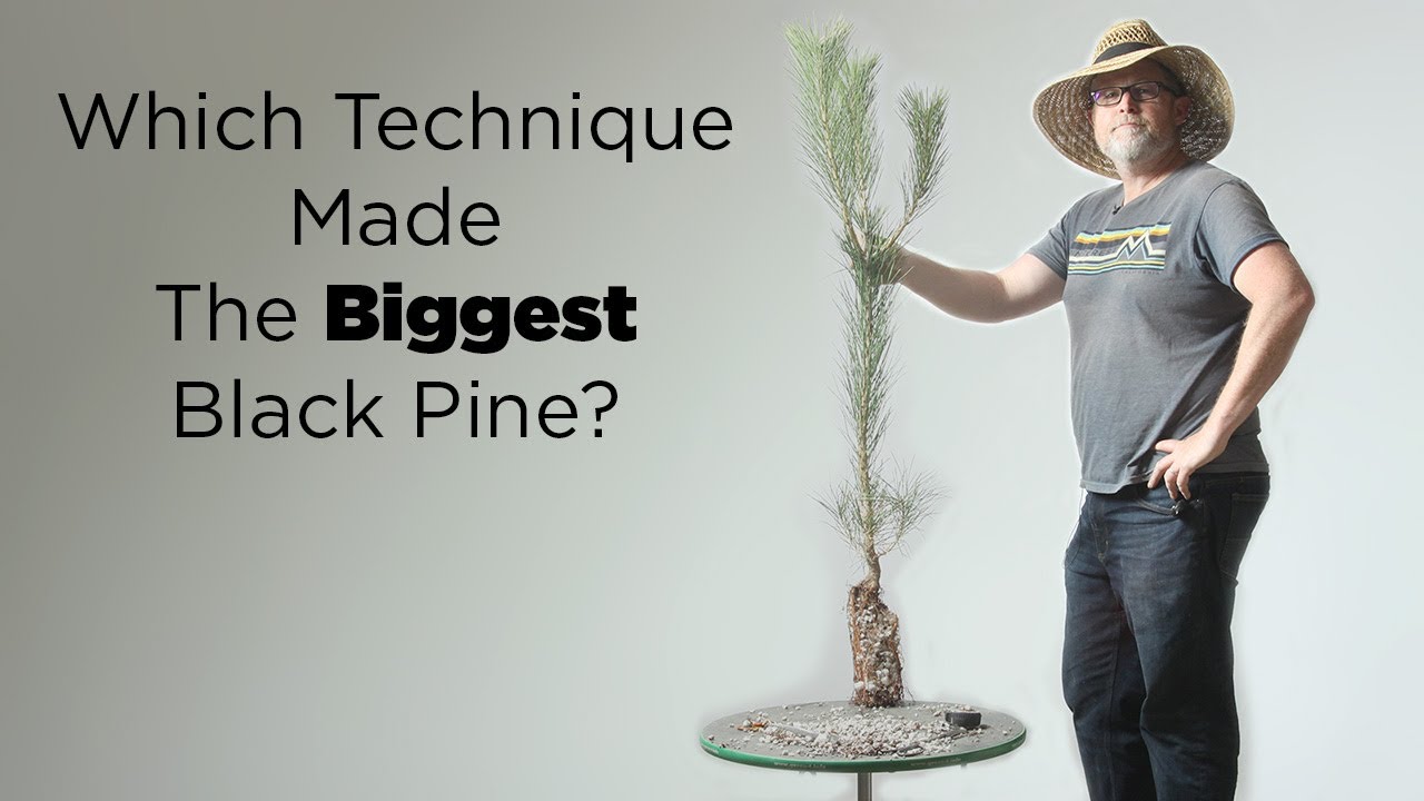 Bonsaify | Is the BIGGEST Black Pine Pre-Bonsai also the BEST Tree?