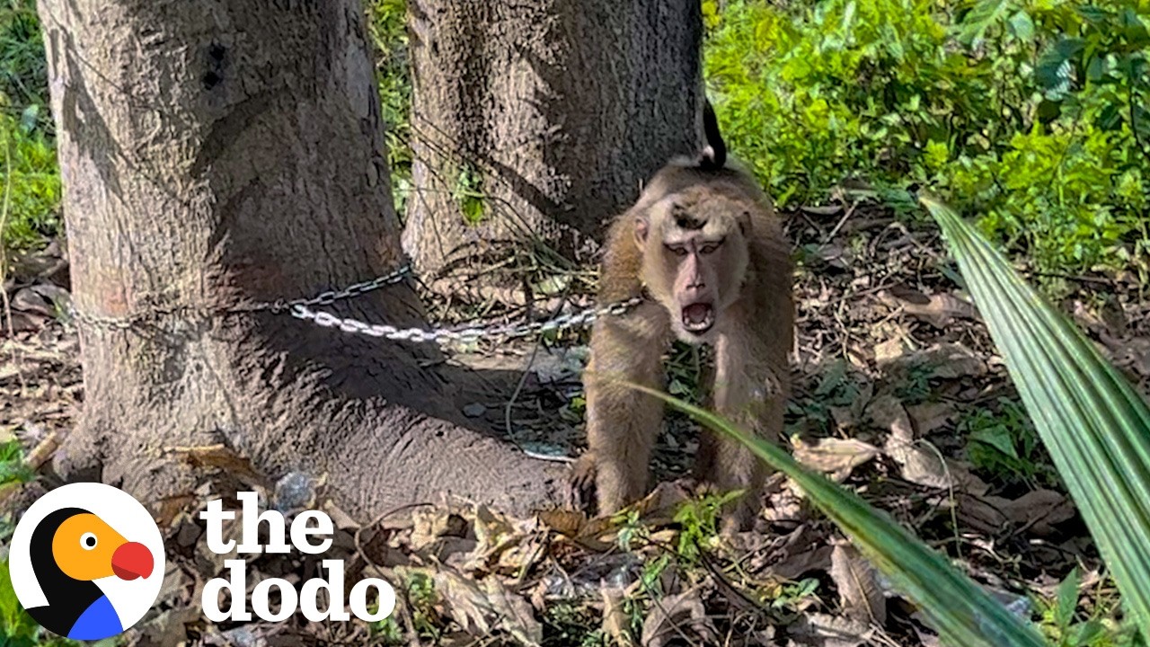Прикованная цепью обезьяна, которая раньше била себя, наконец-то на свободе | The Dodo