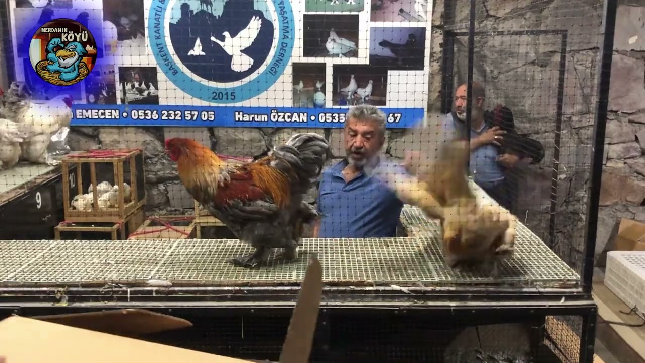 TAVUK   HOROZ İHALESİ ANKARA 2024 053