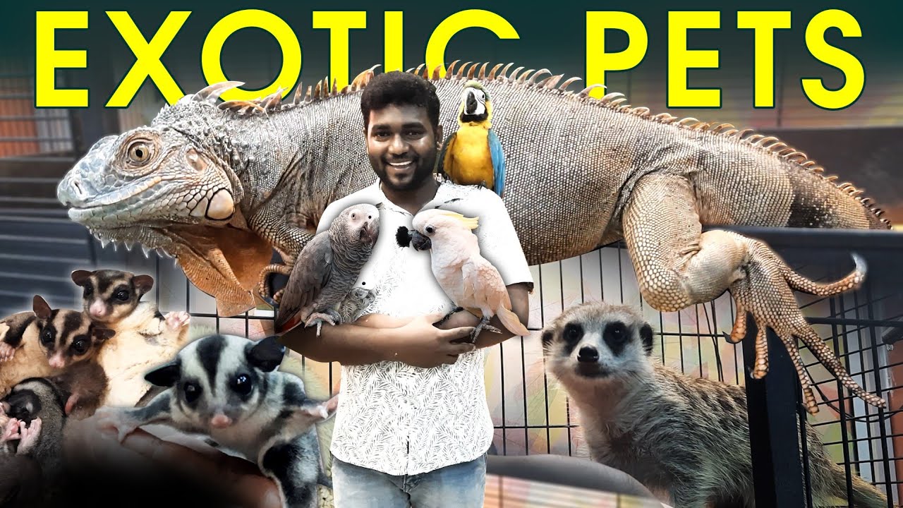 Amazing - ஆன Exotic Pets Collections For Sales | Delivery Available