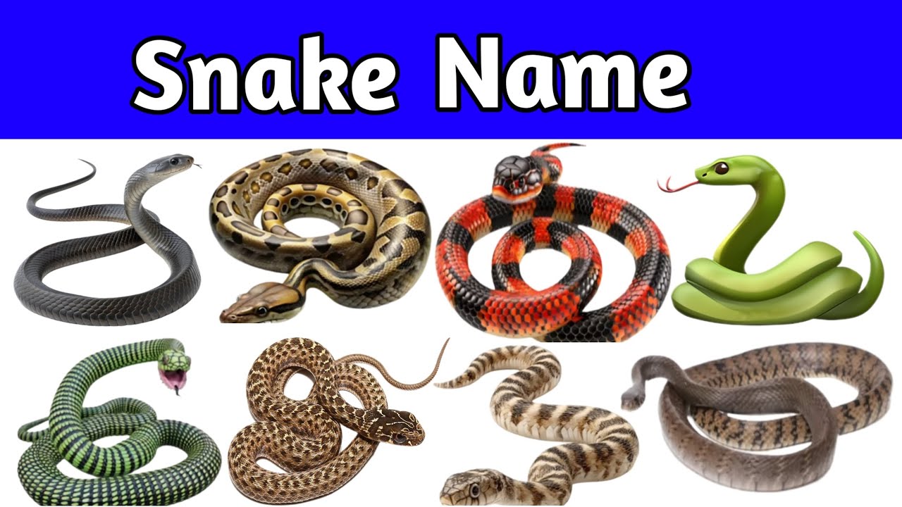 20 Snake Names for Kids | Learn Snake Species with Pictures & Sounds | Educational Animal Video