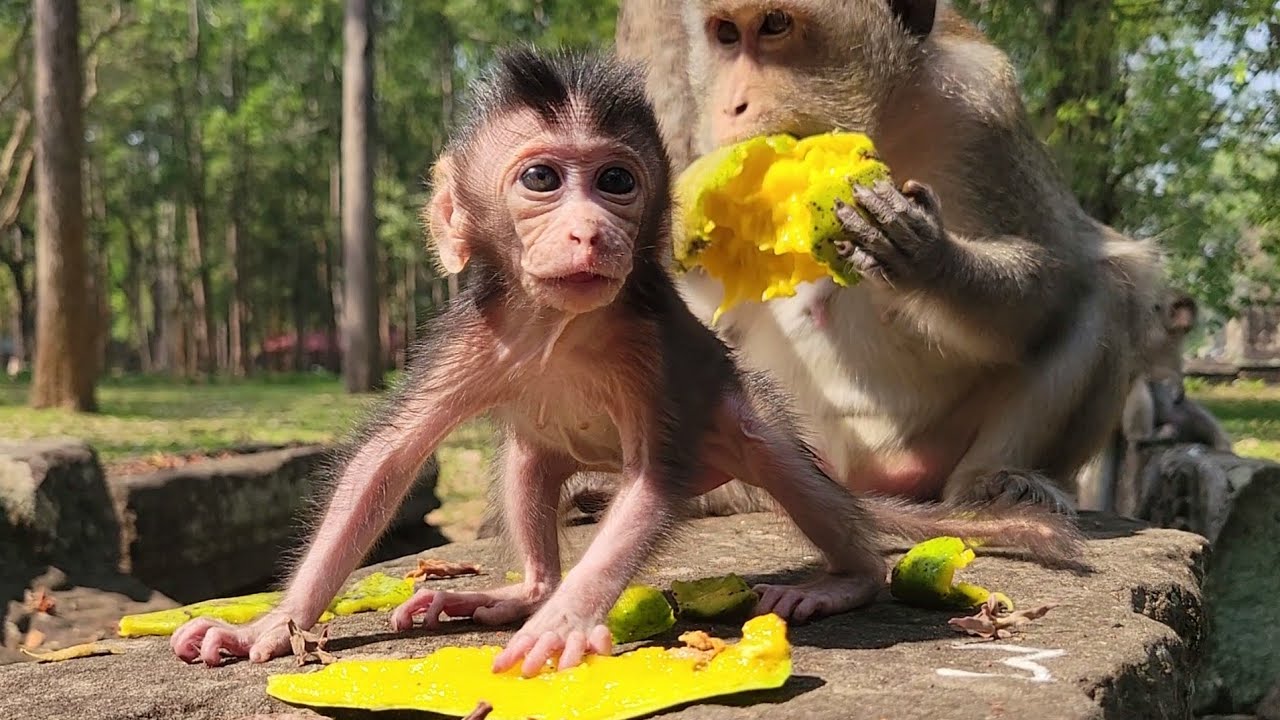 It is nice to meet monkey Anna with Cute Tiny Baby Anika.