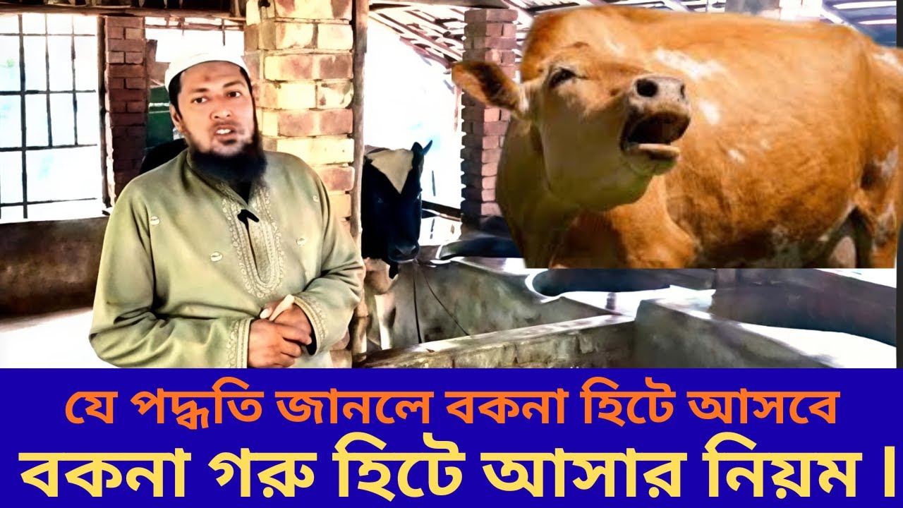 বকনা গরু হিটে আসার নিয়ম | যে পদ্ধতি জানলে বকনা গরু নিশ্চিত হিটে আসবেISHAHIN ADL