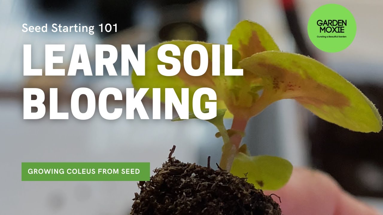 Soil Blocking - How I Use a Soil Blocker to Grow Coleus Seeds