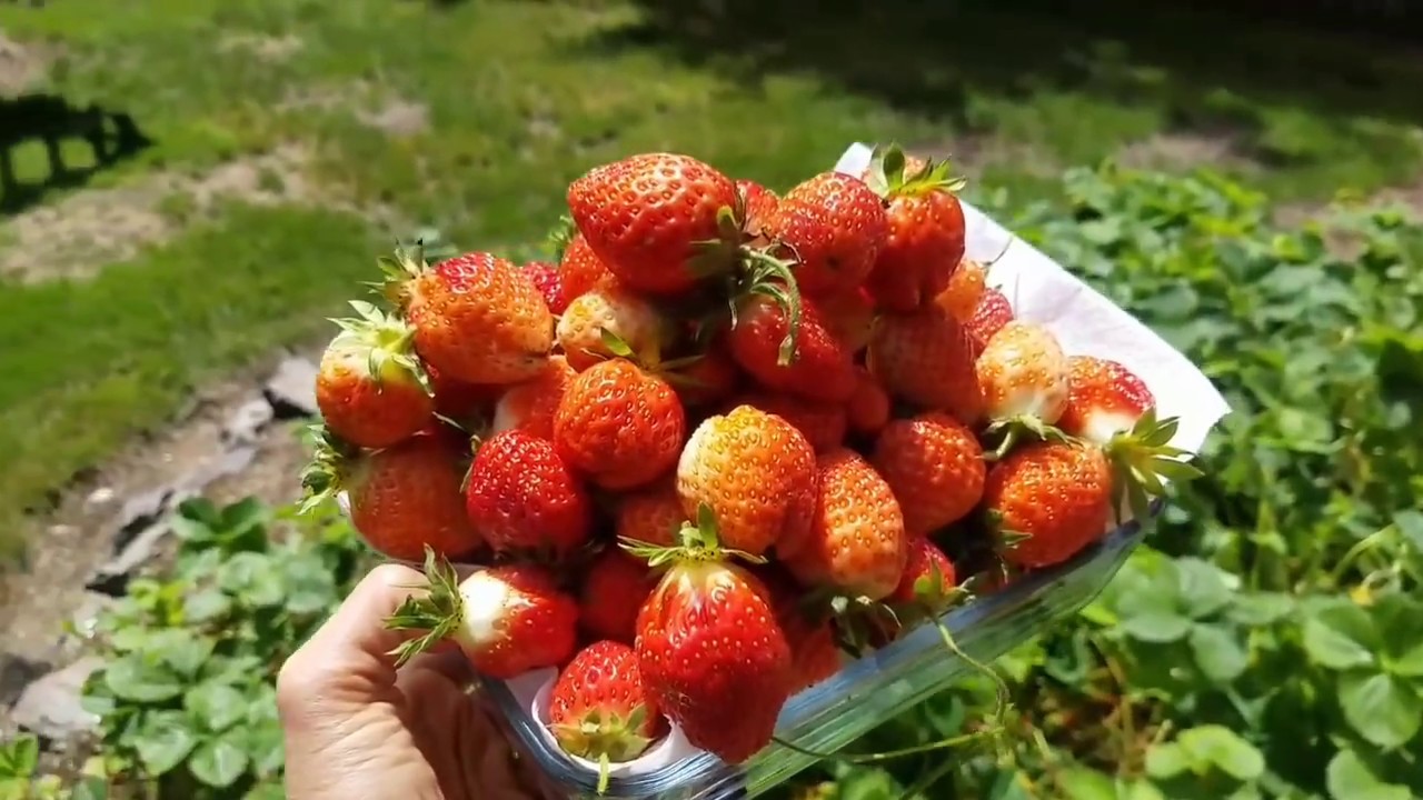 เก็บสตอเบอรี่ที่บ้าน ไปทำแยม มันเยอะมาก🍓🍓strawberry / ชีวิตที่อเมริกา/c.k.taylor