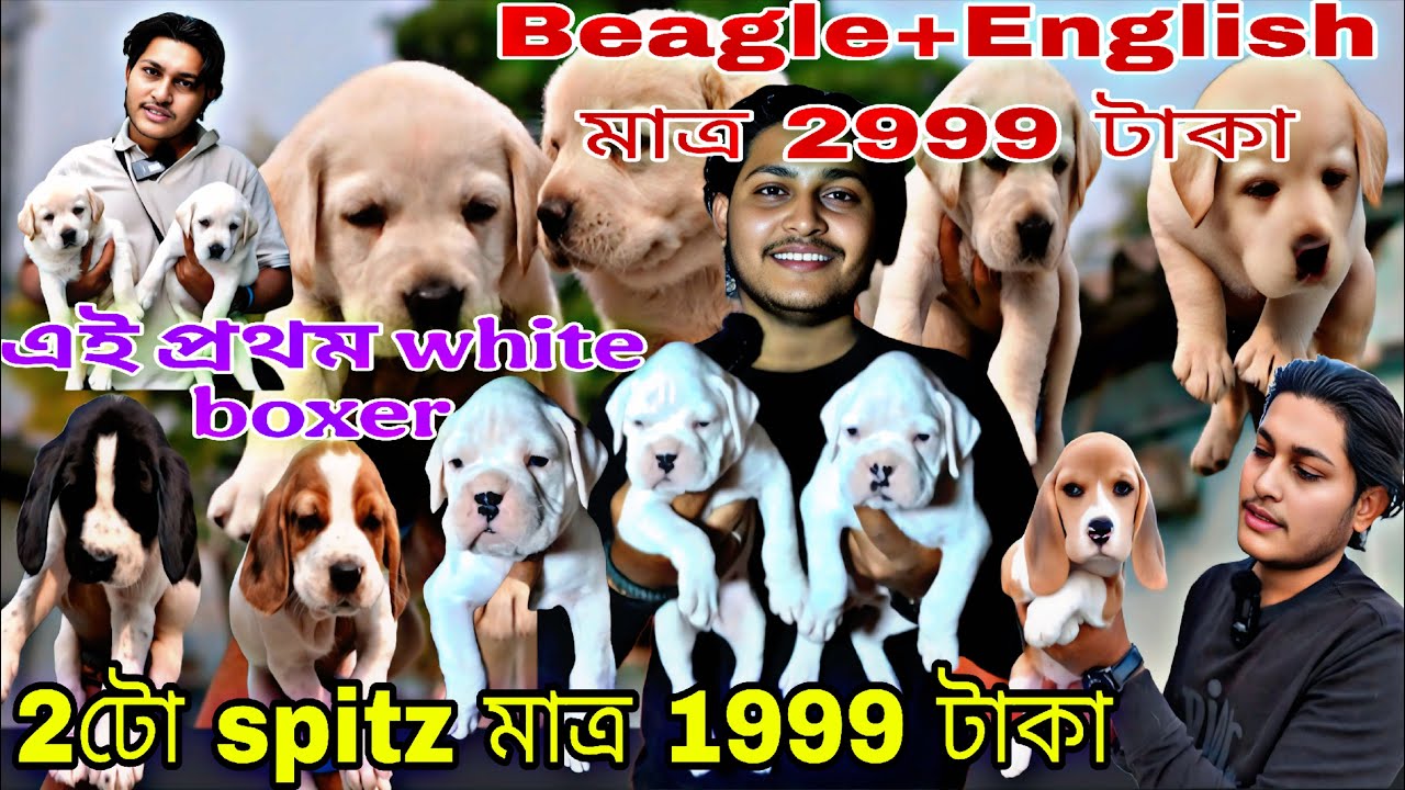 2 টো spitz মাত্র 1999 টাকা ! white boxer ! Beagle+English মাত্র 2999 টাকা!Dog market in Kolkata