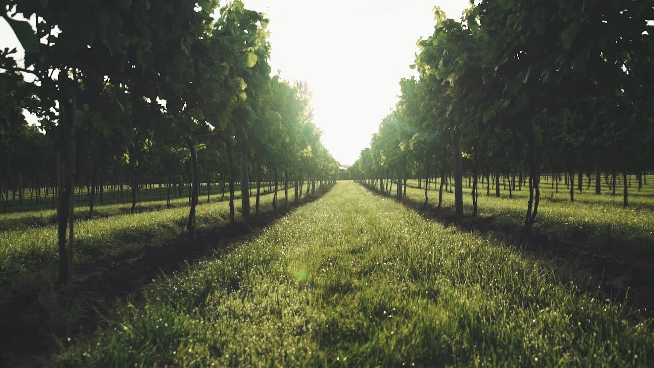 A Year In The Life : Aldwick Court Farm & Vineyard