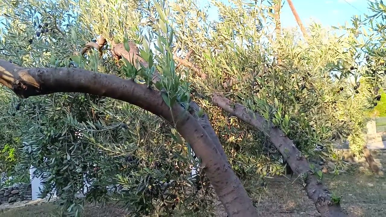Ποια είναι η καλύτερη ποικιλία Ελιάς