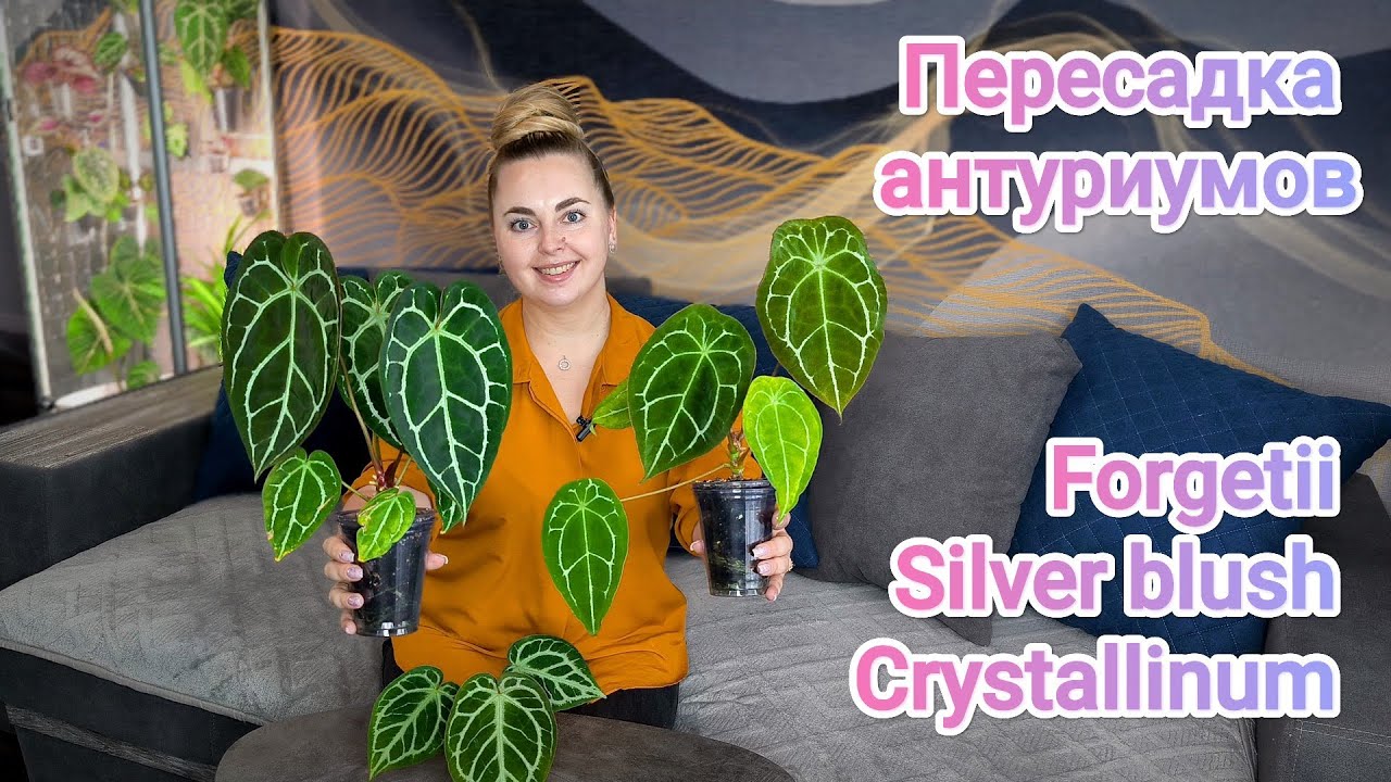 Пересаживаю антуриумы/Как выросли за 2 месяца?😱/Чем удобряю? Forgetii, Silver Blush, Crystallinum